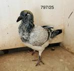 Grizly jong, Dieren en Toebehoren, Vogels | Duiven, Postduif