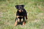 Dwergpinscher pup te koop (reutje), Dieren en Toebehoren, Honden | Bulldogs, Pinschers en Molossers, België, CDV (hondenziekte)
