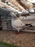 Jonge duiven, Animaux & Accessoires, Oiseaux | Pigeons