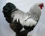Gezocht Brahma zilverpatrijs haan rond 1of 2 jaar, Dieren en Toebehoren, Pluimvee, Mannelijk, Kip