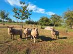 4 ooien, Dieren en Toebehoren, Schapen, Geiten en Varkens