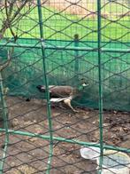 Pauw, Dieren en Toebehoren