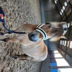Knappe fjord merrie te koop, Dieren en Toebehoren, Merrie, Minder dan 160 cm, Zadelmak, 3 tot 6 jaar