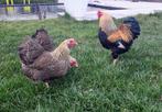 Wyandottekrielen meerzomig geelpatrijs en blauwgeelpatrijs, Meerdere dieren, Kip