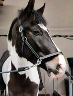 Hongre onc 2017, Dieren en Toebehoren, Paarden, Gechipt, Minder dan 160 cm, Ruin, L