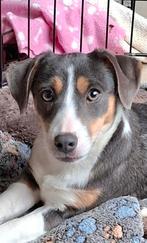 Lieve jack russell pup teefje 4mnd op boerderij ouders aanw., Dieren en Toebehoren, België, Jack Russell Terriër, CDV (hondenziekte)