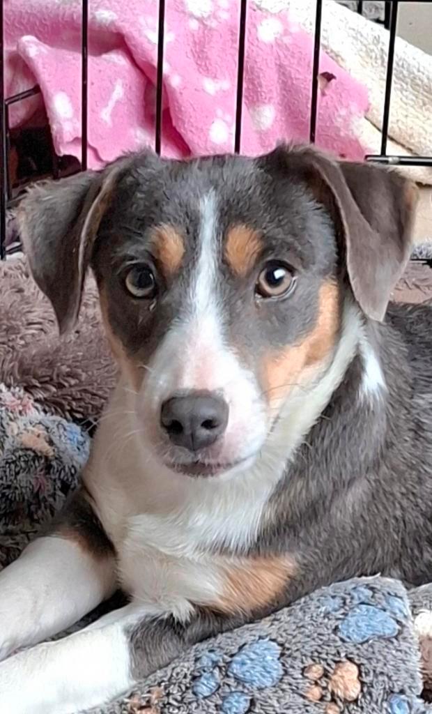 Lieve jack russell pup teefje 4mnd op boerderij ouders aanw., Dieren en Toebehoren, Honden | Jack Russells en Terriërs, Teef, Jack Russell Terriër