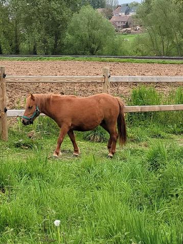 Shetland pony's (2 merries) zoeken een goede thuis! beschikbaar voor biedingen