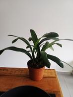 Clivia Miniata, Huis en Inrichting, Kamerplanten, Ophalen