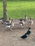 Grauwgans, Dieren en Toebehoren, Pluimvee, Meerdere dieren, Gans of Zwaan
