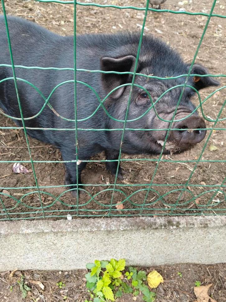 Hangbuikvarken, Dieren en Toebehoren, Schapen, Geiten en Varkens