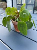 Pannenkoekenplant / Pilea peperomioides, Huis en Inrichting, Kamerplanten, Ophalen, Overige soorten, Halfschaduw, In pot