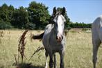 Knap hengstenveulen, Dieren en Toebehoren, Onbeleerd, E pony (1.48m - 1.57m), Gechipt, 0 tot 2 jaar
