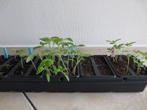 Kweekset 20 cellen + overschot tomaat en zinnia zaailingen, Tuin en Terras, Planten | Tuinplanten, Ophalen