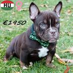 Exotic Bully (Chocolade tricolor, teefje) pup te koop, 15 weken tot 1 jaar, Buitenland, Eén hond, Overige rassen