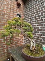 Oude bonsai. Dood hout heeft natuurlijk verloop., Enlèvement ou Envoi