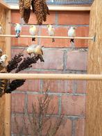 Major distevinken aangeboden, Dieren en Toebehoren, Vogels | Overige Vogels