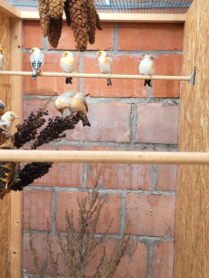 Major distevinken aangeboden, Dieren en Toebehoren, Vogels | Overige Vogels