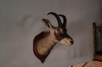 Taxidermie, trophée d’oryx, Collections, Collections Animaux, Comme neuf, Bois ou Tête