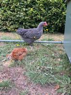 Amrock haantje, Dieren en Toebehoren, Pluimvee, Mannelijk, Kip