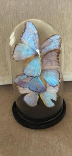 stolp met daarin een opgezette blauwe morpho-vlinders, Ophalen, Gebruikt