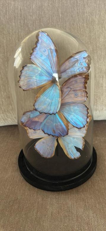stolp met daarin een opgezette blauwe morpho-vlinders beschikbaar voor biedingen