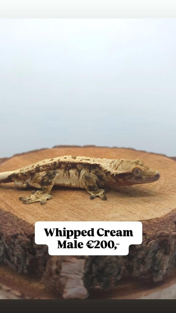 1.0 RTB Tricolor wimpergekko man, Animaux & Accessoires, Reptiles & Amphibiens, Lézard, 3 à 6 ans, Domestique