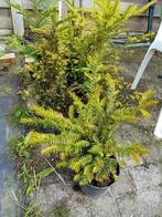Taxus haagplanten in pot, Jardin & Terrasse, Plantes | Arbres, En pot, Enlèvement