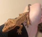 Rabais de 20 % sur le ramassage du bois  super dalmation, Autres espèces, 0 à 2 ans