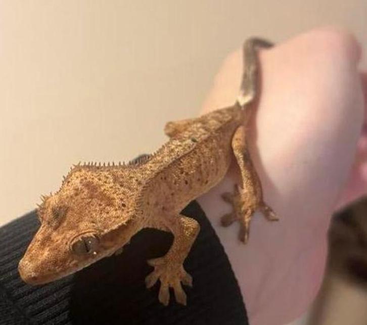 Rabais de 20 % sur le ramassage du bois  super dalmation, Animaux & Accessoires, Reptiles & Amphibiens, Autres espèces, 0 à 2 ans