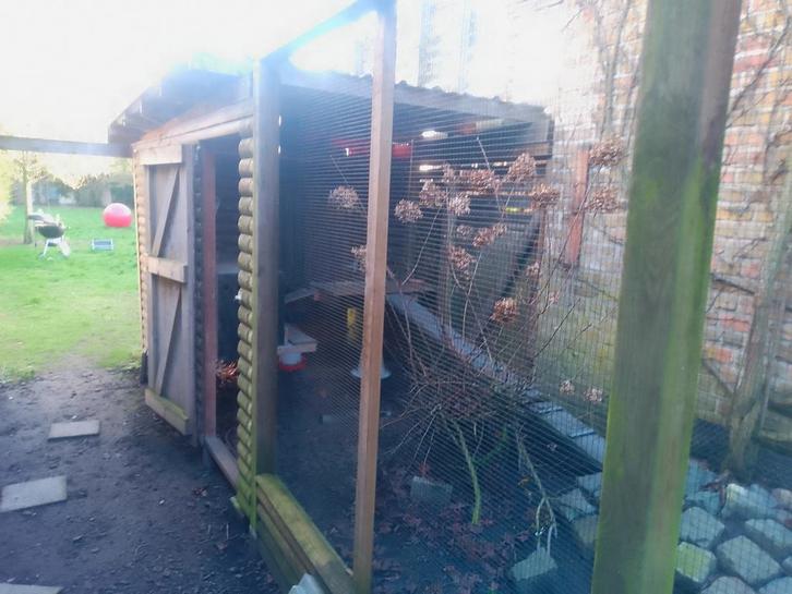 4 prachtige kippen + hok te koop, Dieren en Toebehoren, Pluimvee