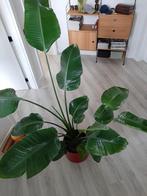 strelitzia of Paradijsvogelplant, Huis en Inrichting, Kamerplanten, Ophalen