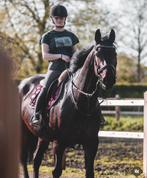 Dressuur merrie van 10 jaar, Dieren en Toebehoren, Merrie