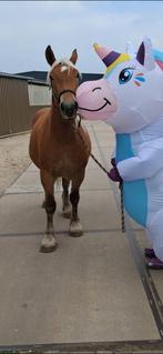 Super schattige brave comtoise x ardenner merrie, Dieren en Toebehoren, Gechipt, 3 tot 6 jaar, Recreatiepony, Merrie