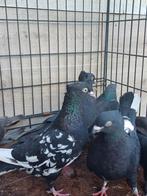 Het stuk kost samen 10 euro Takla, Dieren en Toebehoren, Vogels | Duiven