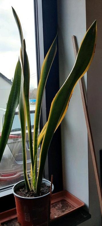 Sansevieria Trifasciata Laurentii - langues féminines 89 cm