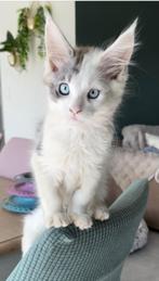 3 Maine Coon kittens, Meerdere dieren, Gechipt, 0 tot 2 jaar