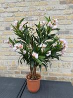 Kunstplant Oleander roze, Ophalen, Zo goed als nieuw