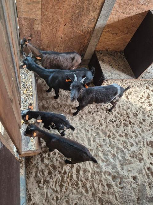 Dwerg geitje, Dieren en Toebehoren, Schapen, Geiten en Varkens