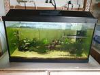 Aquarium met guppys en vuurgernalen, Dieren en Toebehoren, Ophalen, Zo goed als nieuw