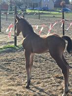 Prachtig hengstenveulen met topafstamming, Dieren en Toebehoren, Paarden, Springpaard, Gechipt, 0 tot 2 jaar, Hengst