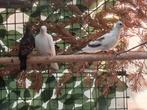 Senegaltortels bont, Dieren en Toebehoren, Vogels | Overige Vogels