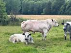 Dekstier, Dieren en Toebehoren, Runderen, Mannelijk