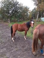 Brave welsh pony, Dieren en Toebehoren, Hengst, Gechipt