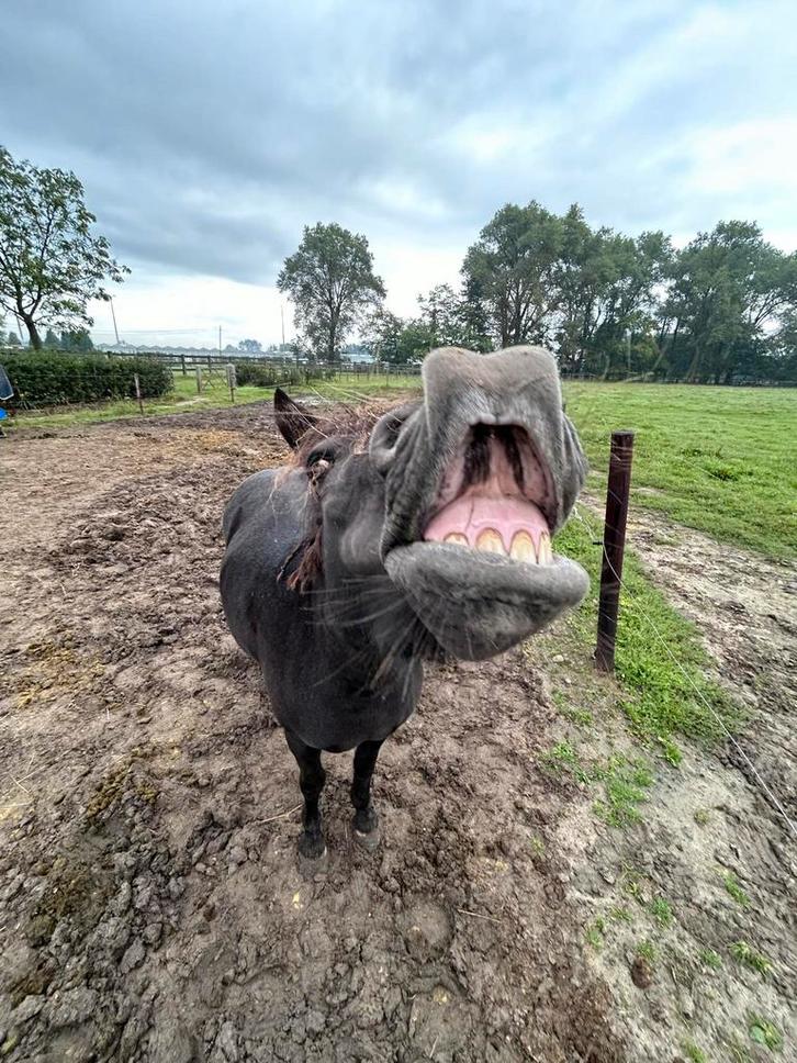 Lieve a-pony, Dieren en Toebehoren, Pony's, Merrie, A pony (tot 1.17m), Gechipt, Ontwormd, Ingeënt