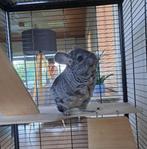 2 Chinchilla vrouwtjes, Animaux & Accessoires, Rongeurs, Chinchilla, Femelle