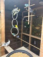 Grasparkieten, Dieren en Toebehoren, Vogels | Parkieten en Papegaaien