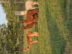 Alpaca s, Dieren en Toebehoren, April, Vrouwelijk