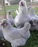 British araucana lavendel,vrij zeldzaam ras,zie beschrijving, Dieren en Toebehoren, Pluimvee