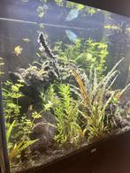 200L Aquarium + kast, Ophalen, Gebruikt, Gevuld zoetwateraquarium
